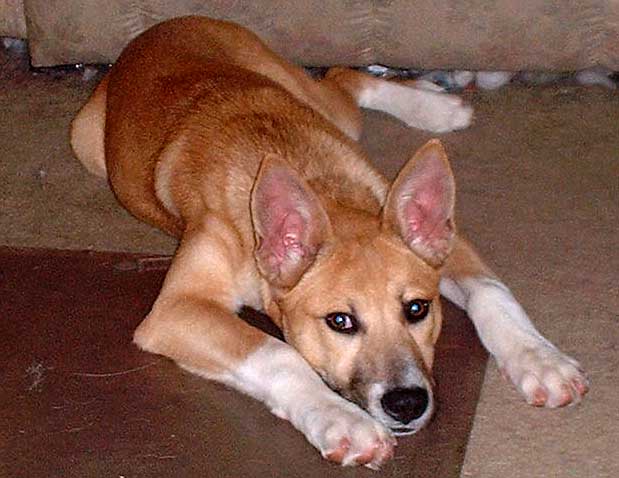 trixie.jpg she is a Akita/Ger.shep mix.